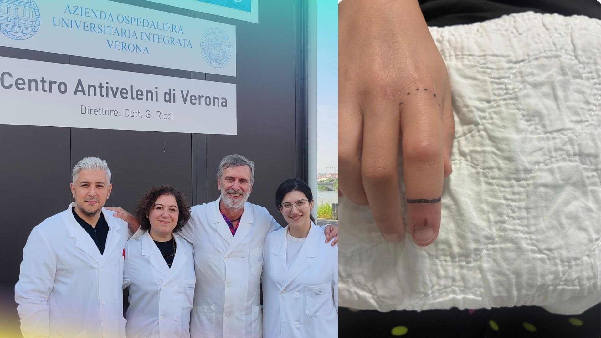 Centro Antiveleni di Verona e morso di vipera